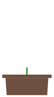 Hemp plant growing animation